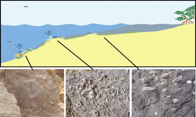Using sediments and fossil content we are able to reconstruct the shallow marine environments in East Kalimantan during the past 15 million years. 